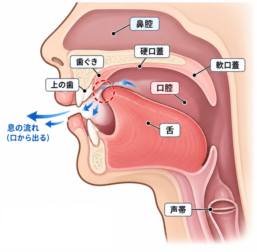 「つ」の口腔断面図